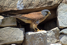 Kestrel - Falco tinnunculus