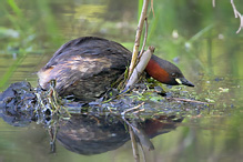 Potápka malá - Tachybaptus ruficollis