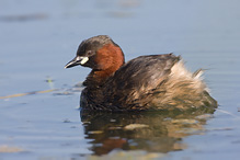 Potápka malá - Tachybaptus ruficollis