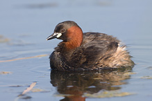 Potápka malá - Tachybaptus ruficollis