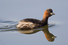 Potápka malá - Tachybaptus ruficollis