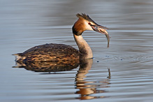 Potápka roháč - Podiceps cristatus