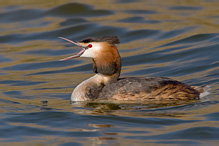 Potápka roháč - Podiceps cristatus