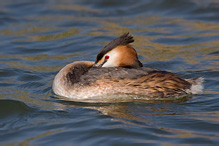 Potápka roháč - Podiceps cristatus