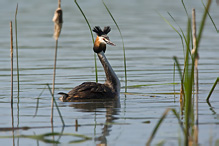 Potápka roháč - Podiceps cristatus