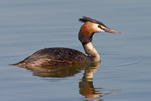 Potápka roháč - Podiceps cristatus