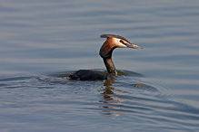 Potápka roháč - Podiceps cristatus