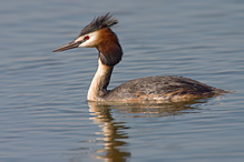 Potápka roháč - Podiceps cristatus