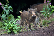 Wild Boar - Sus scrofa