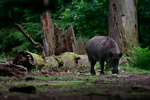 Wild Boar - Sus scrofa