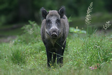 Wild Boar - Sus scrofa