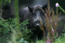 Wild Boar - Sus scrofa