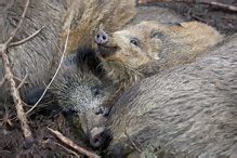 Wild Boar - Sus scrofa