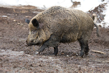 Wild Boar - Sus scrofa