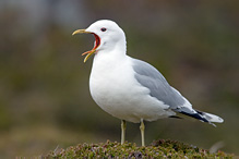 Racek bouřní - Larus canus