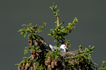 Racek bouřní - Larus canus