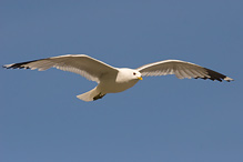 Racek bouřní - Larus canus