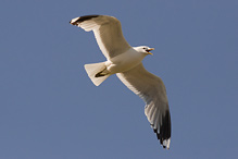 Racek bouřní - Larus canus