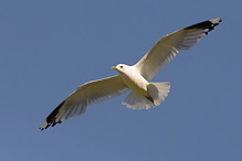 Racek bouřní - Larus canus