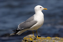 Racek bouřní - Larus canus