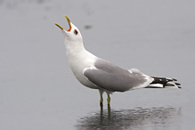 Racek bouřní - Larus canus