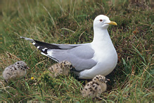 Common Gull - Larus canus