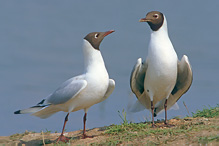 Racek chechtavý - Larus ridibundus