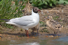 Racek chechtavý - Larus ridibundus