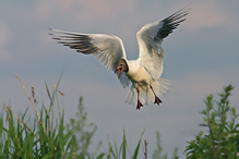 Racek chechtavý - Larus ridibundus