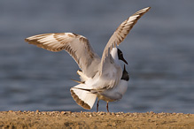 Racek chechtavý - Larus ridibundus