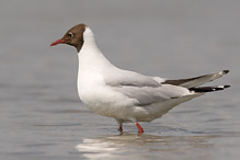 Racek chechtavý - Larus ridibundus