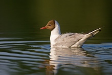 Racek chechtavý - Larus ridibundus