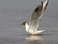 Racek chechtavý - Larus ridibundus