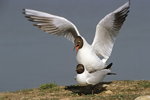 Racek chechtavý - Larus ridibundus