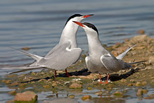 Rybák obecný - Sterna hirundo