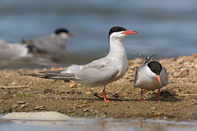 Rybák obecný - Sterna hirundo