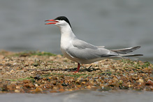 Rybák obecný - Sterna hirundo