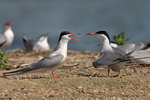 Rybák obecný - Sterna hirundo