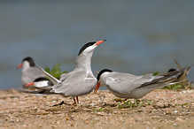 Rybák obecný - Sterna hirundo