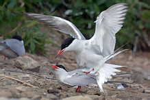 Rybák obecný - Sterna hirundo