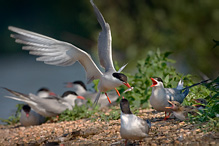 Rybák obecný - Sterna hirundo