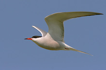 Rybák obecný - Sterna hirundo