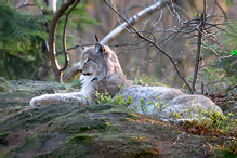 Rys ostrovid - Lynx lynx