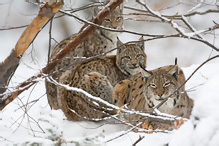 Lynx - Lynx lynx