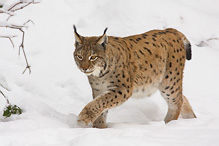 Lynx