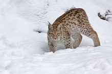 Rys ostrovid - Lynx lynx