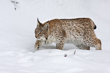 Rys ostrovid - Lynx lynx