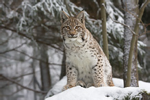 Rys ostrovid - Lynx lynx