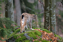 Rys ostrovid - Lynx lynx