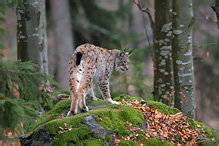 Lynx - Lynx lynx